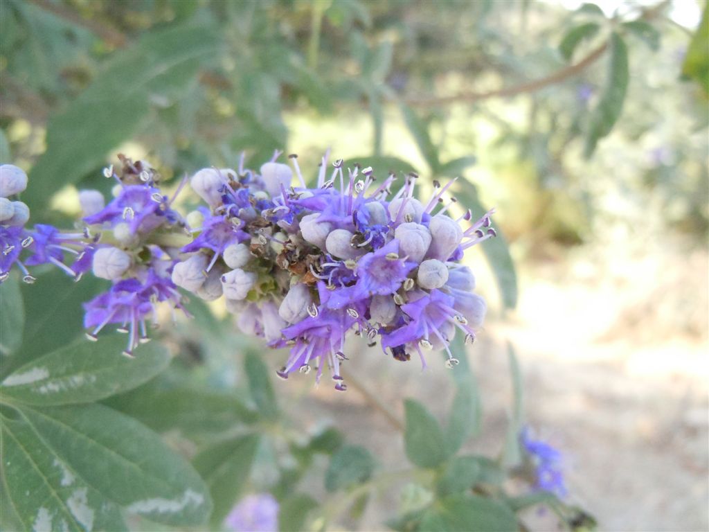 Vitex agnus-castus